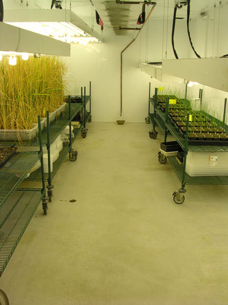 Inside the GR192 Growth Room Image of several potted vegetation growing under light on benches in the GR192
