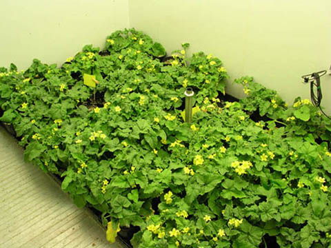 Inside the PGV36 Image of plants from inside the PGV36 Growth Chamber