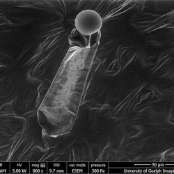 Plant leaf with trichome, ESEM 