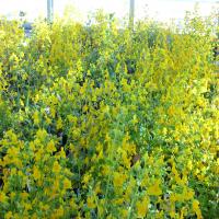Image of a bed of yellow Mimulus flowers taken in 2008