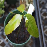 Image of a three leafed Gnetum plant taken in 2011