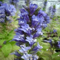 Image of a purple Lobelia flower taken in 2008