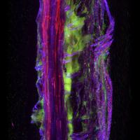 Fusarium-M6 interactions in millet root