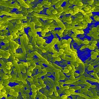 Colourized SEM image of mixed biofilm