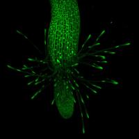 Confocal 3D reconstruction of Arabidopsis collet hair