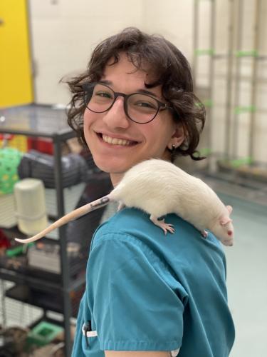 A white rat sitting on a persons shoulder