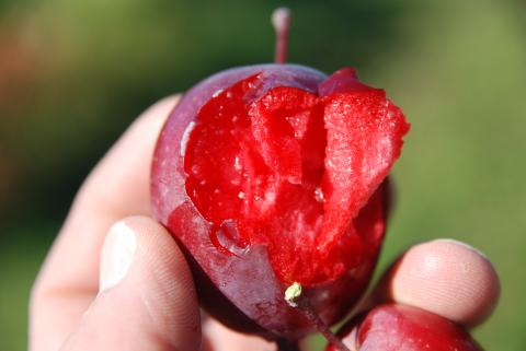 A hand holding a Providence crab apple