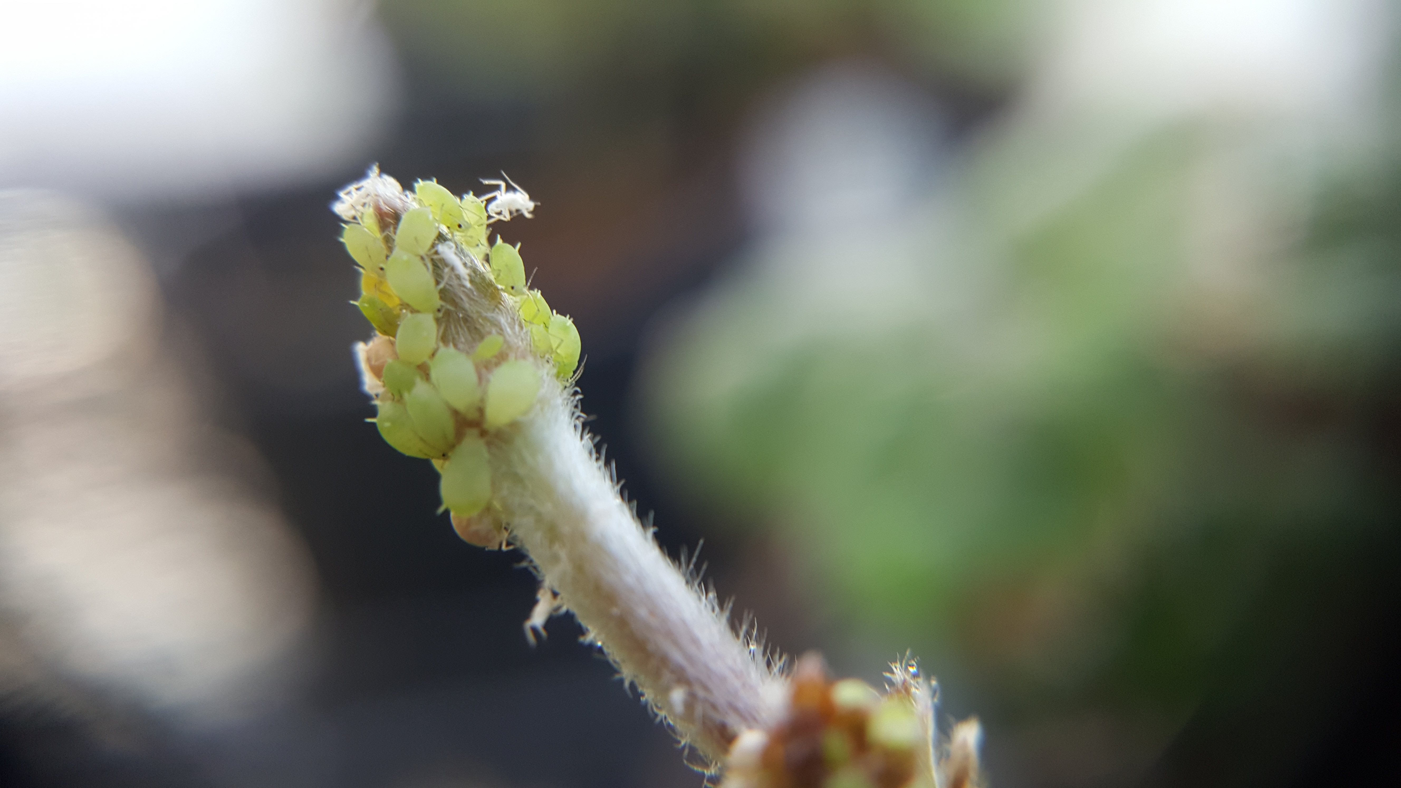 Aphids on strawberries