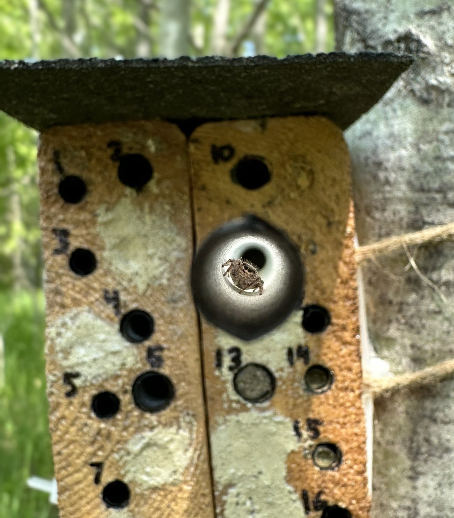 A jumping spider peeking out of a concrete solitary bee's nest