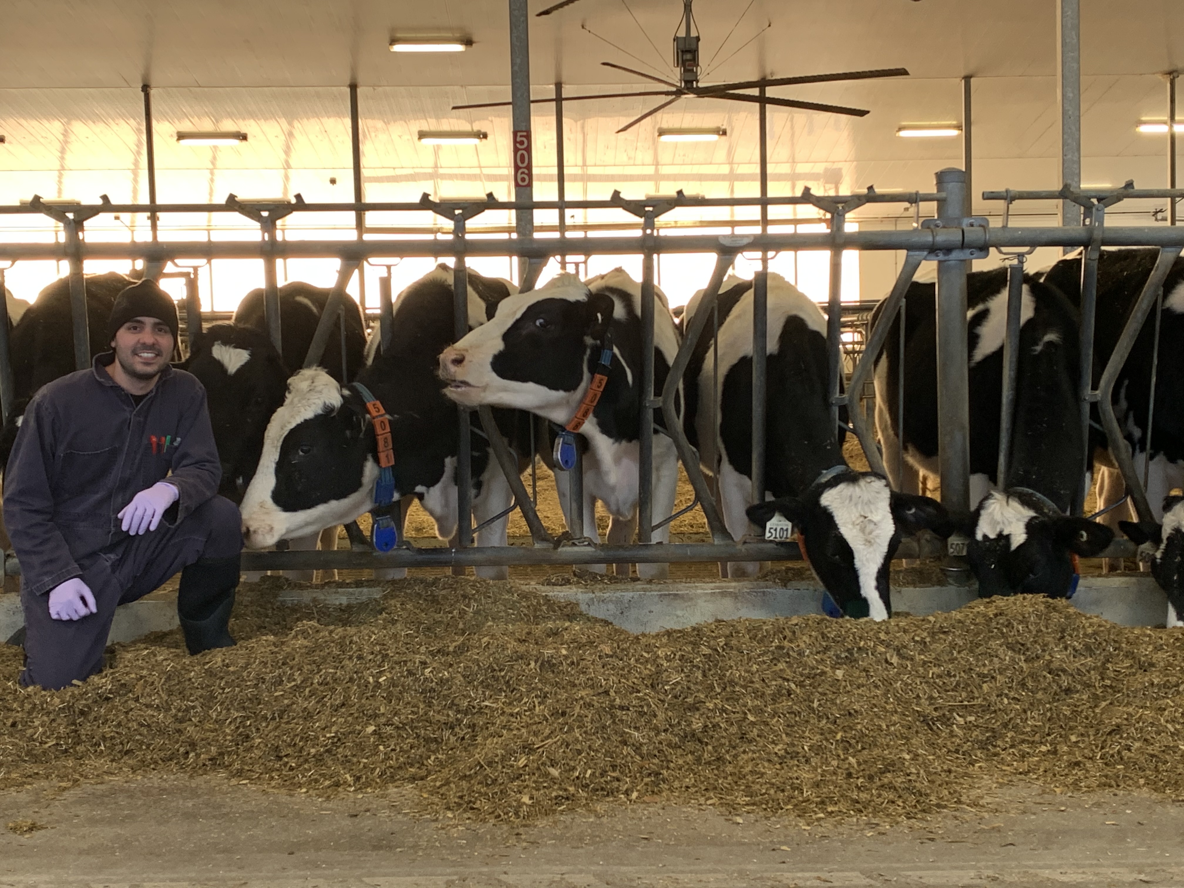 A man posing in front of cows in stalls while they eat grains