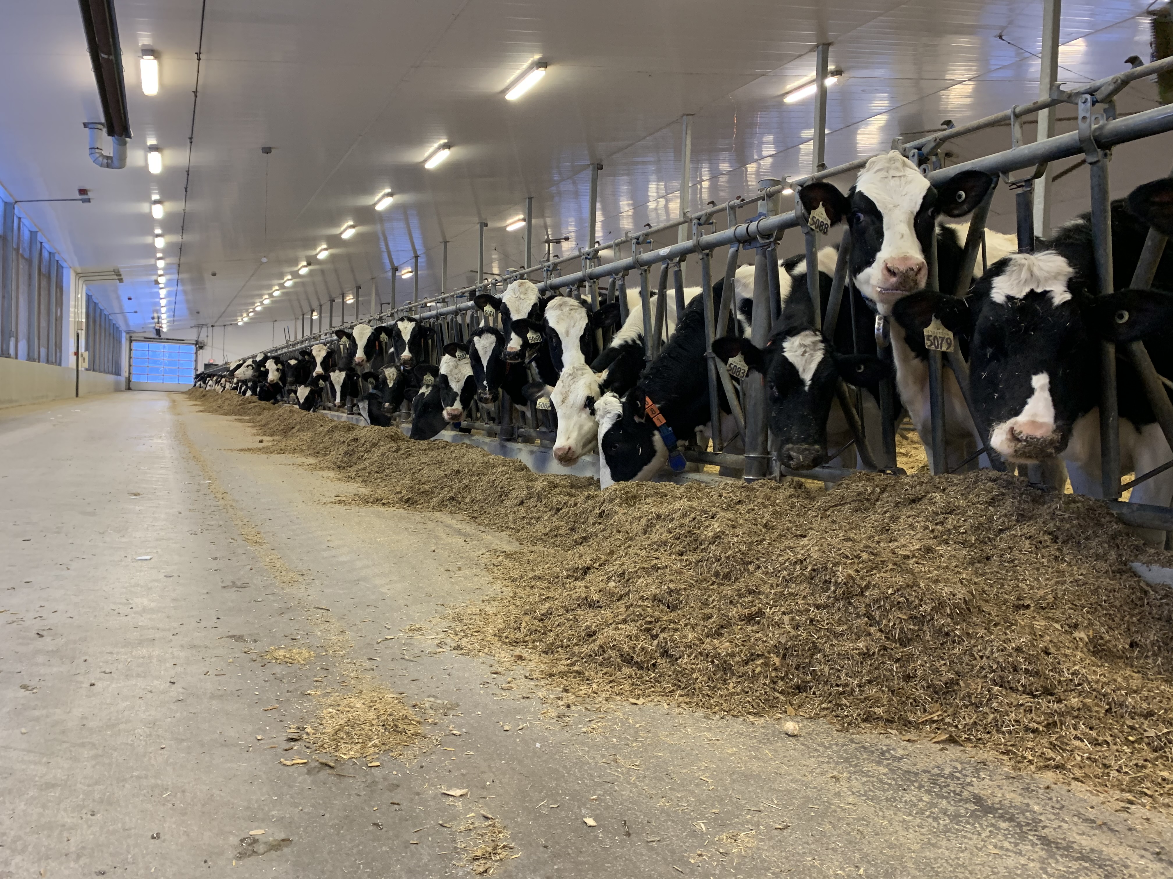 A row of cows in stalls with feed