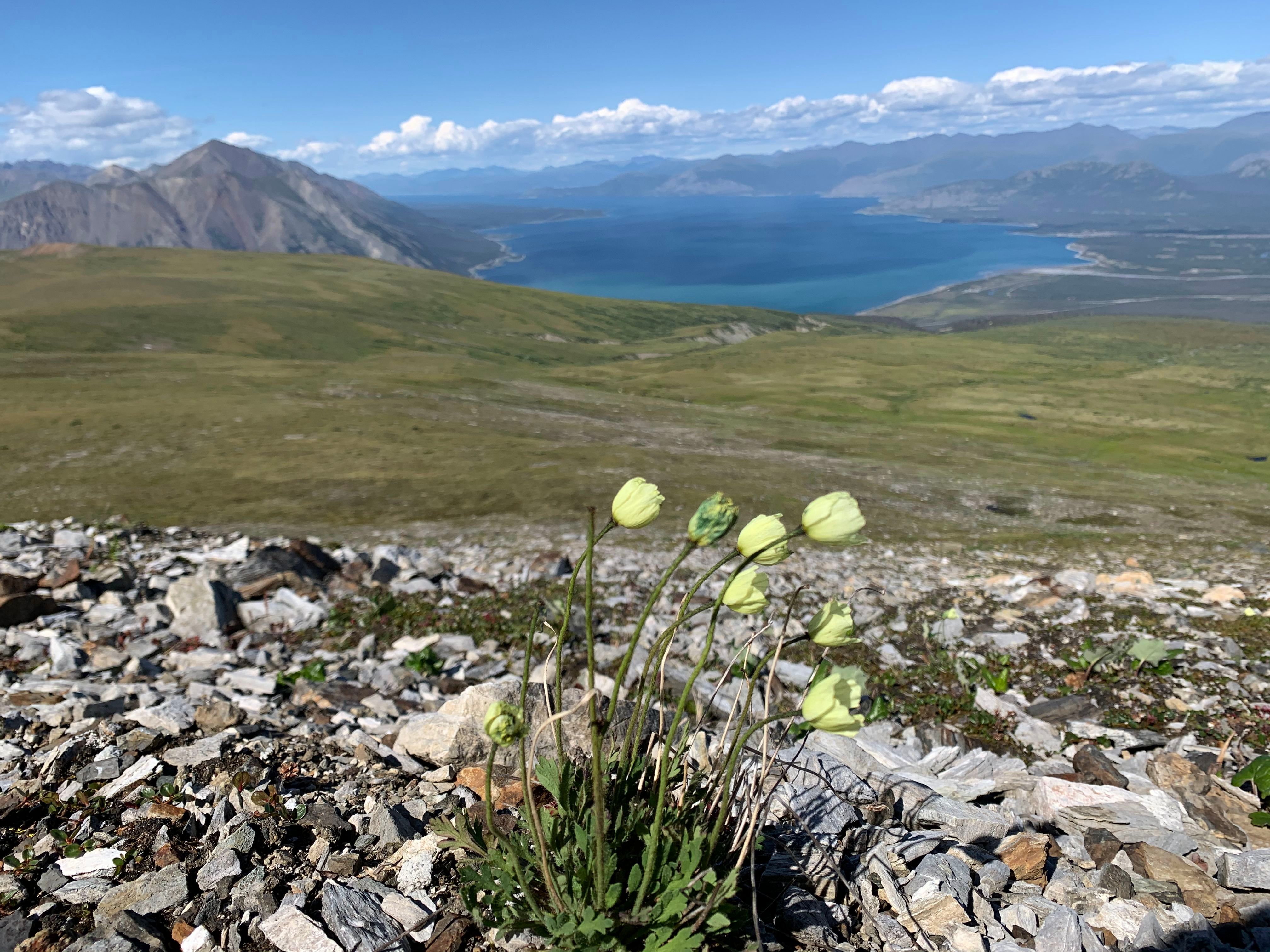 Kluane poppies overlooking Kluane Lake with mountains in the distance