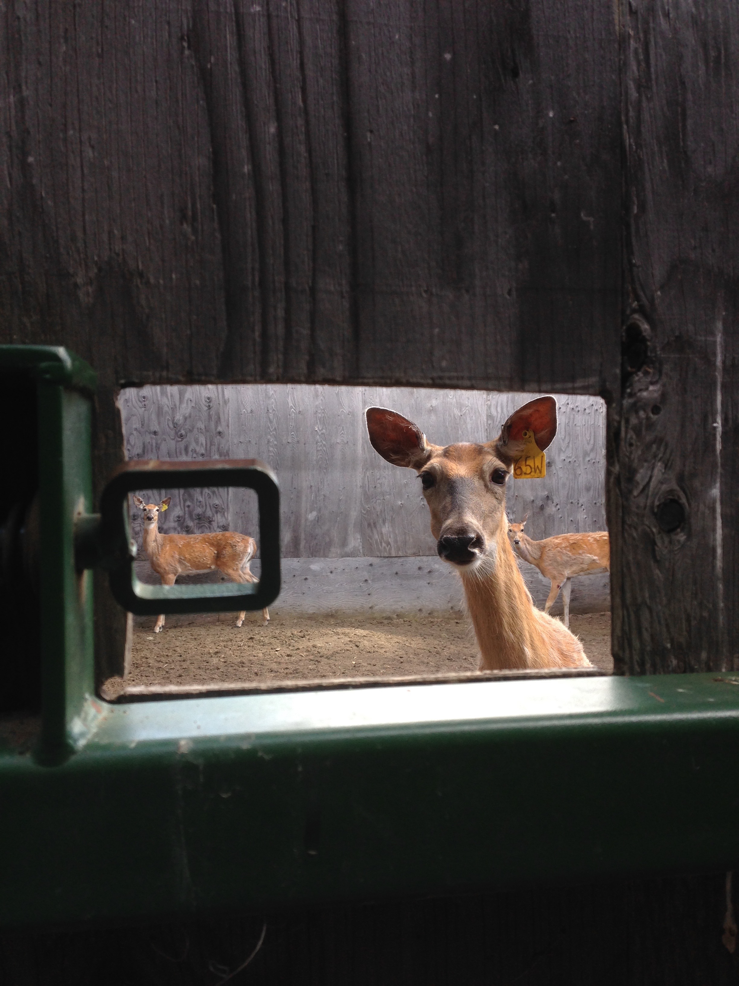 Through the Barn door photograph by Ellie Milnes