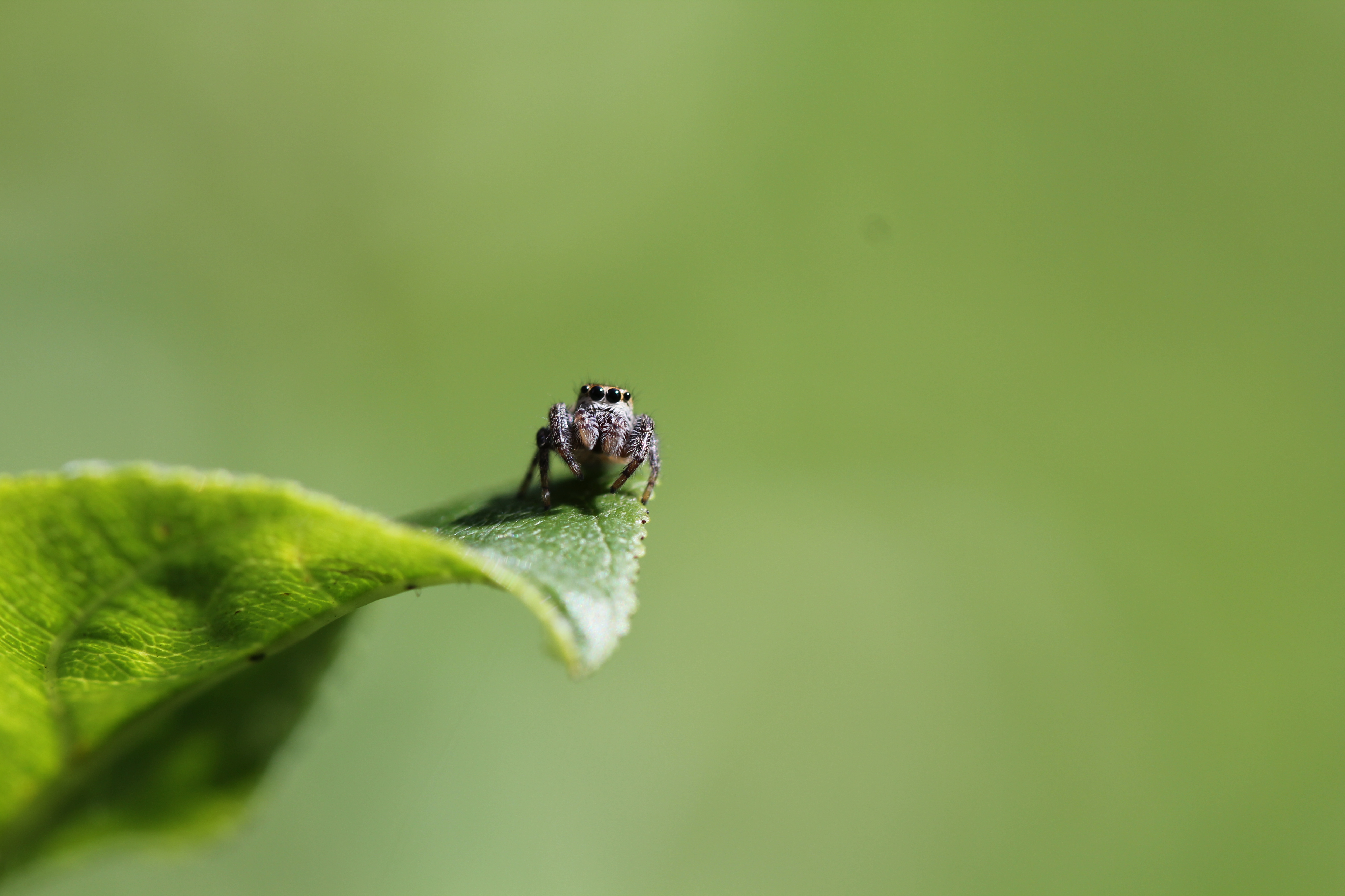 jumping spider