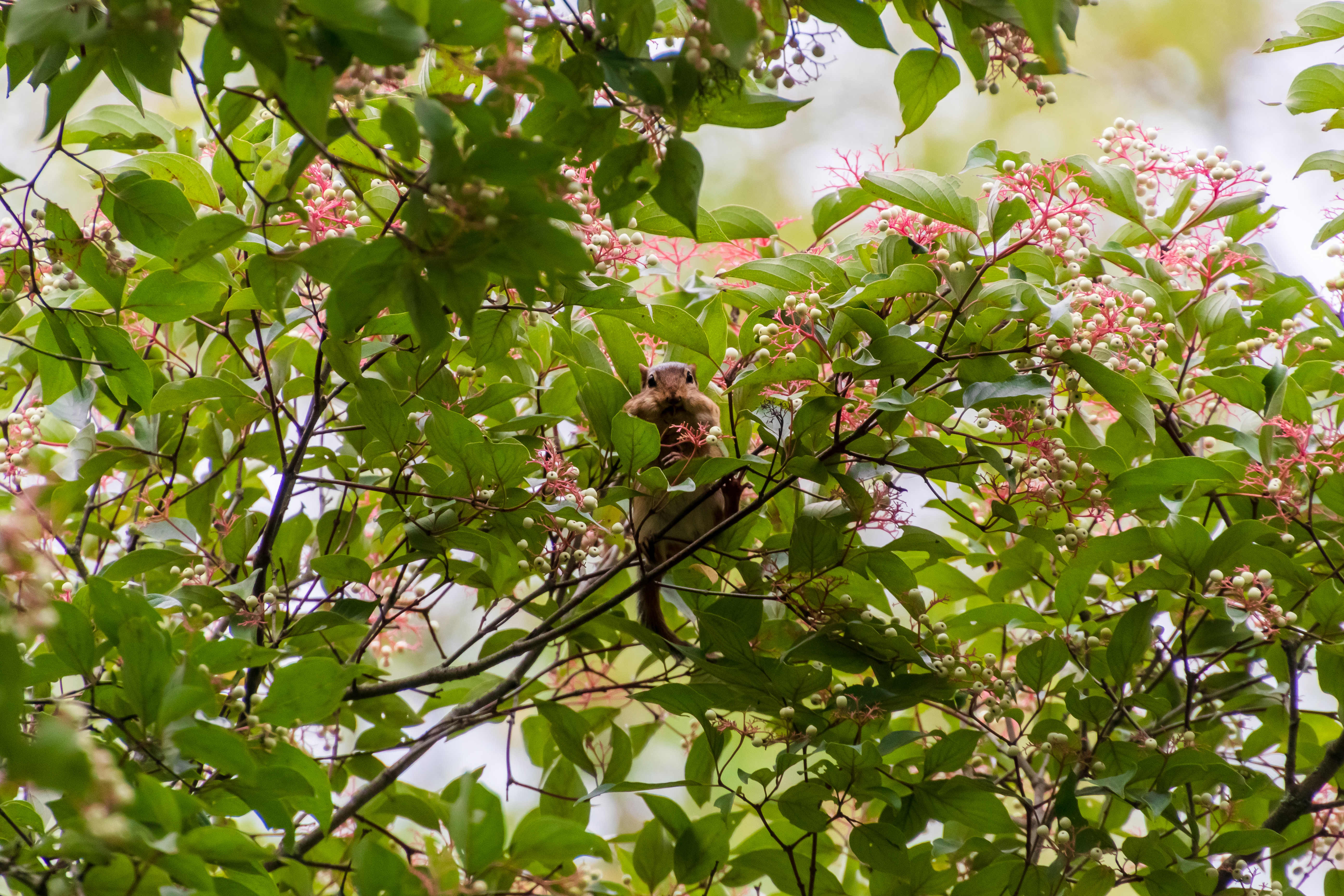 A chipmunk in a tree stuffing its cheeks with berries