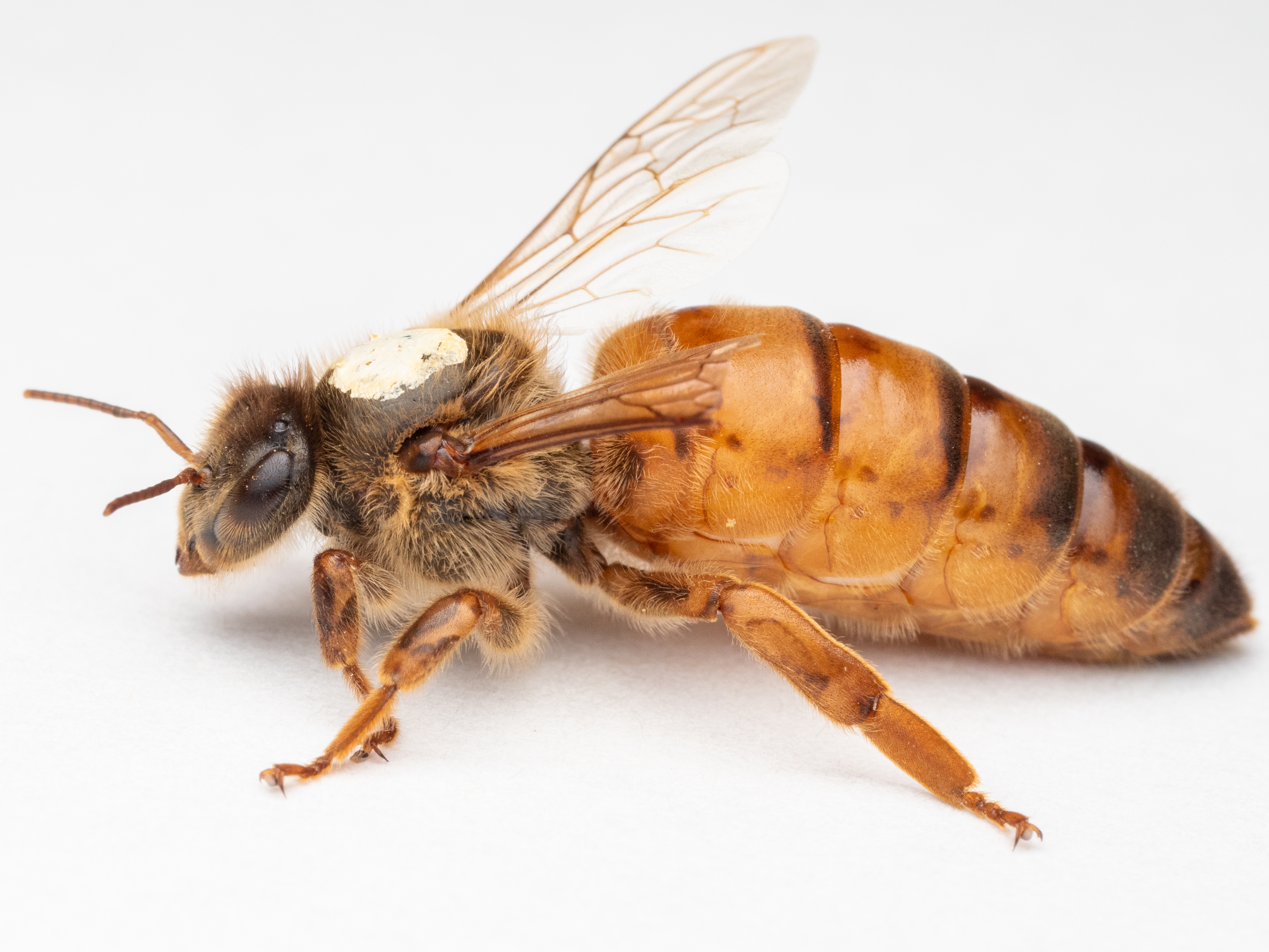 A honeybee queen with a white background