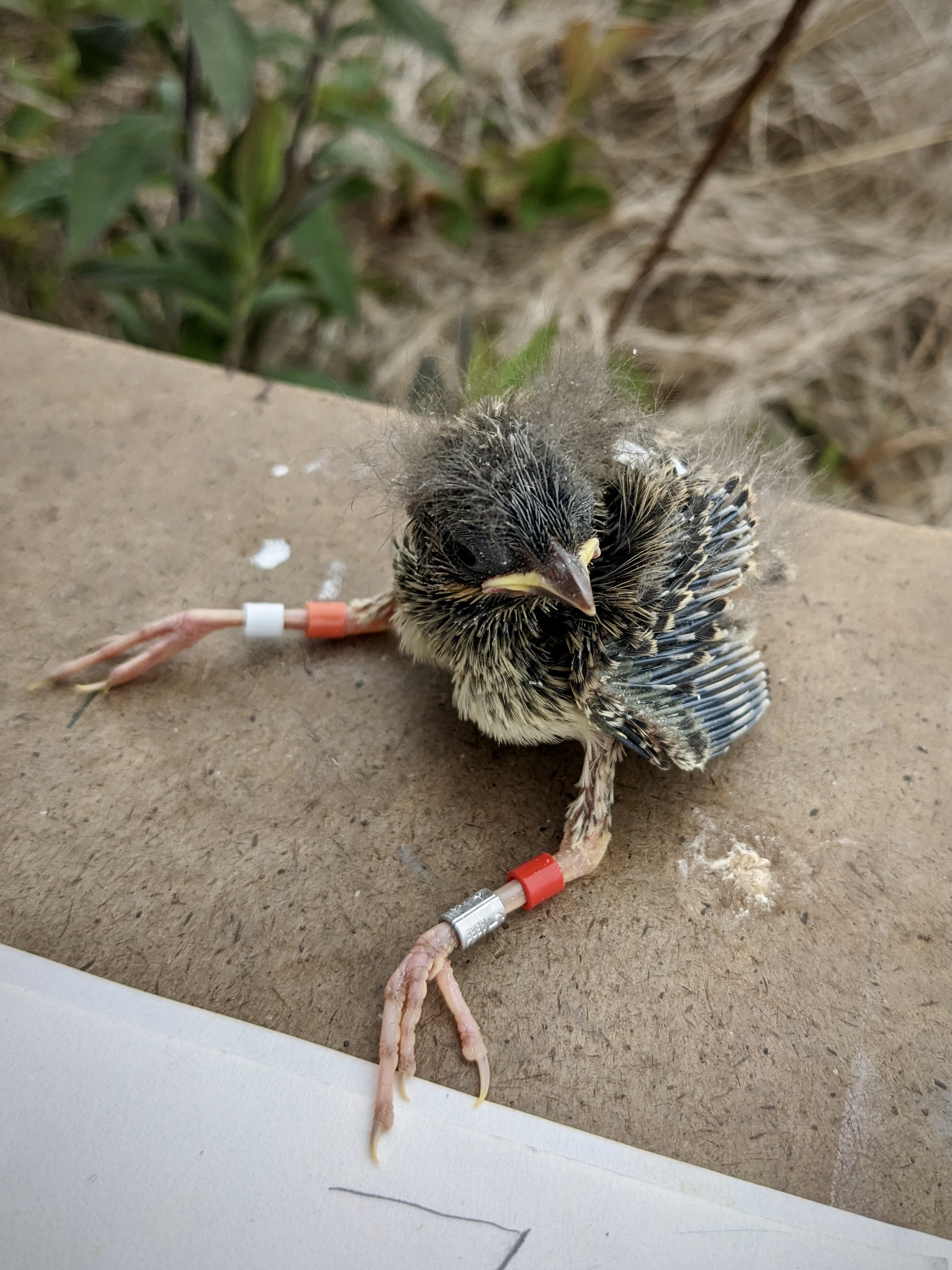 A Savannah sparrow nestling with colored bands on its legs.