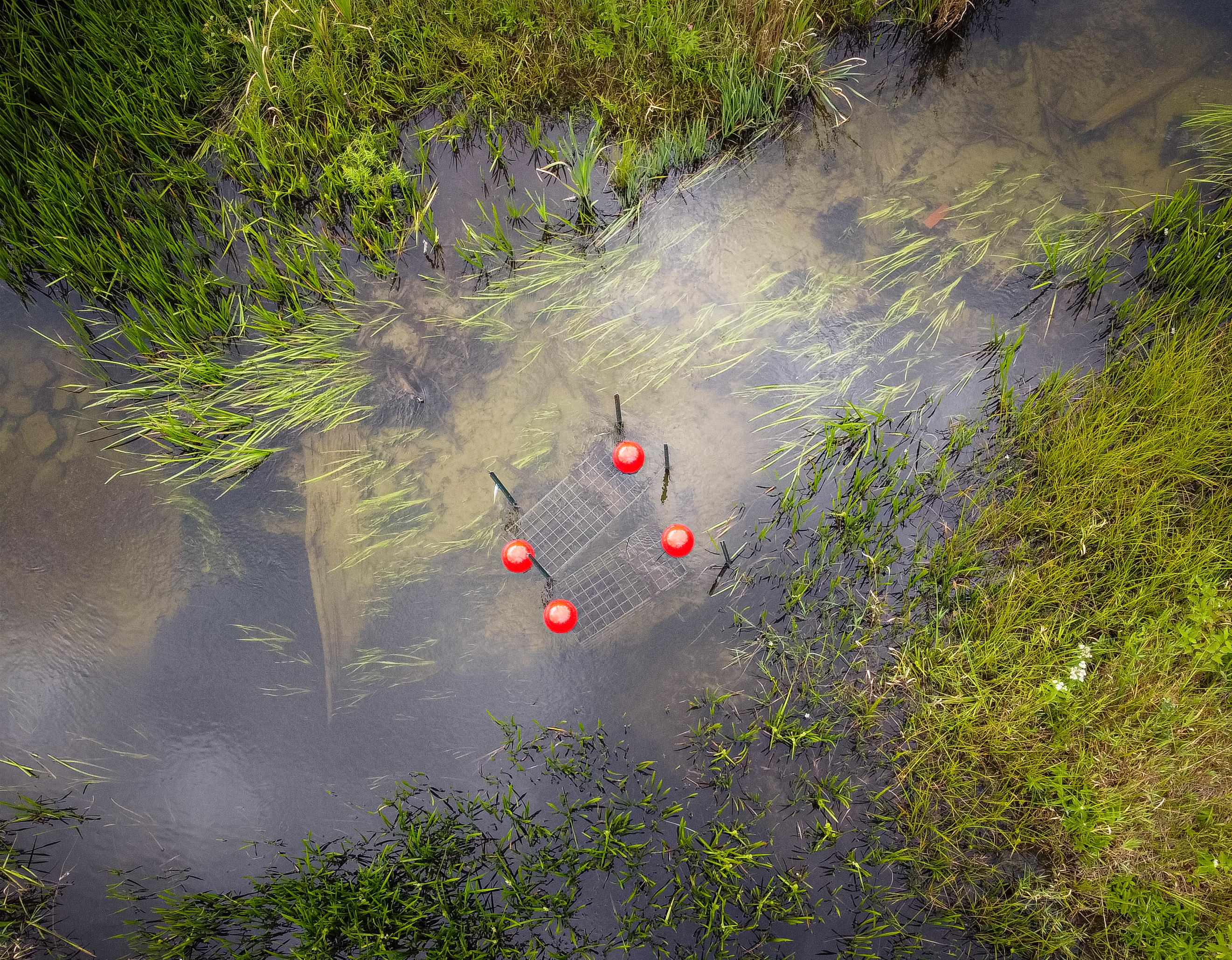 A grassy wetlands 