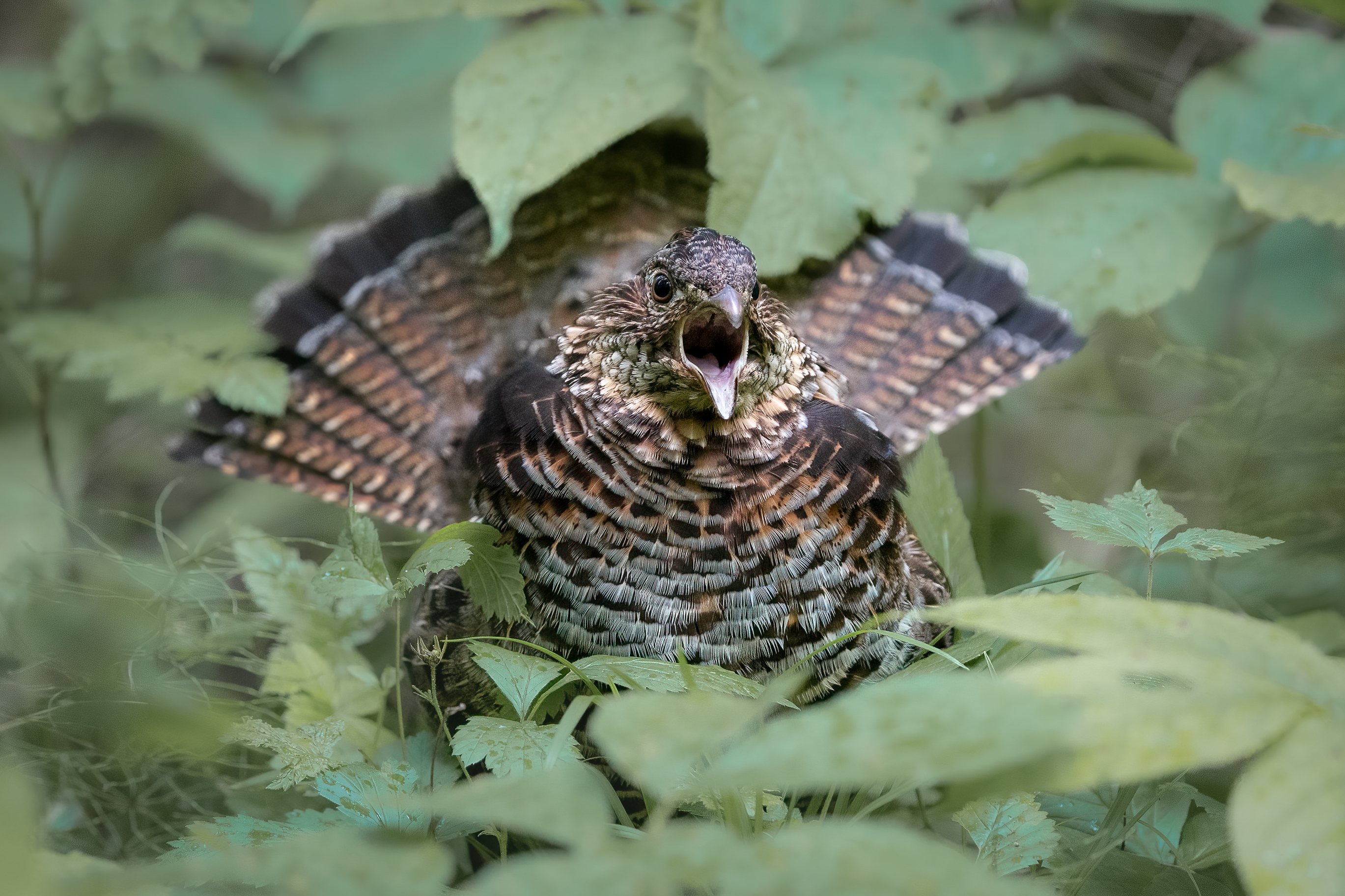 A ruffed grouse in a green bush