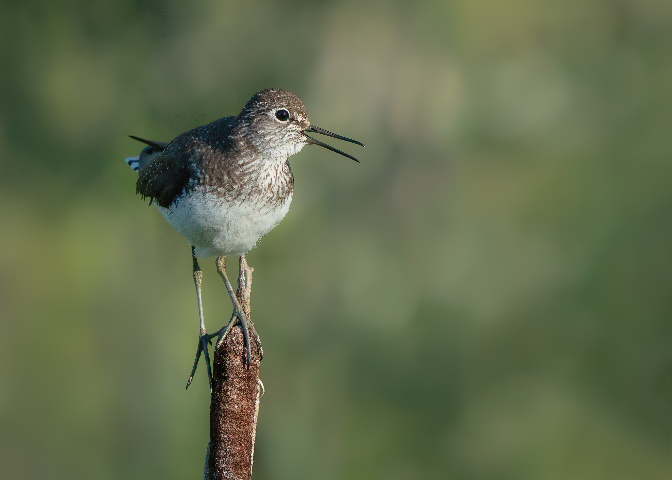 A sandpiper perched on a pole