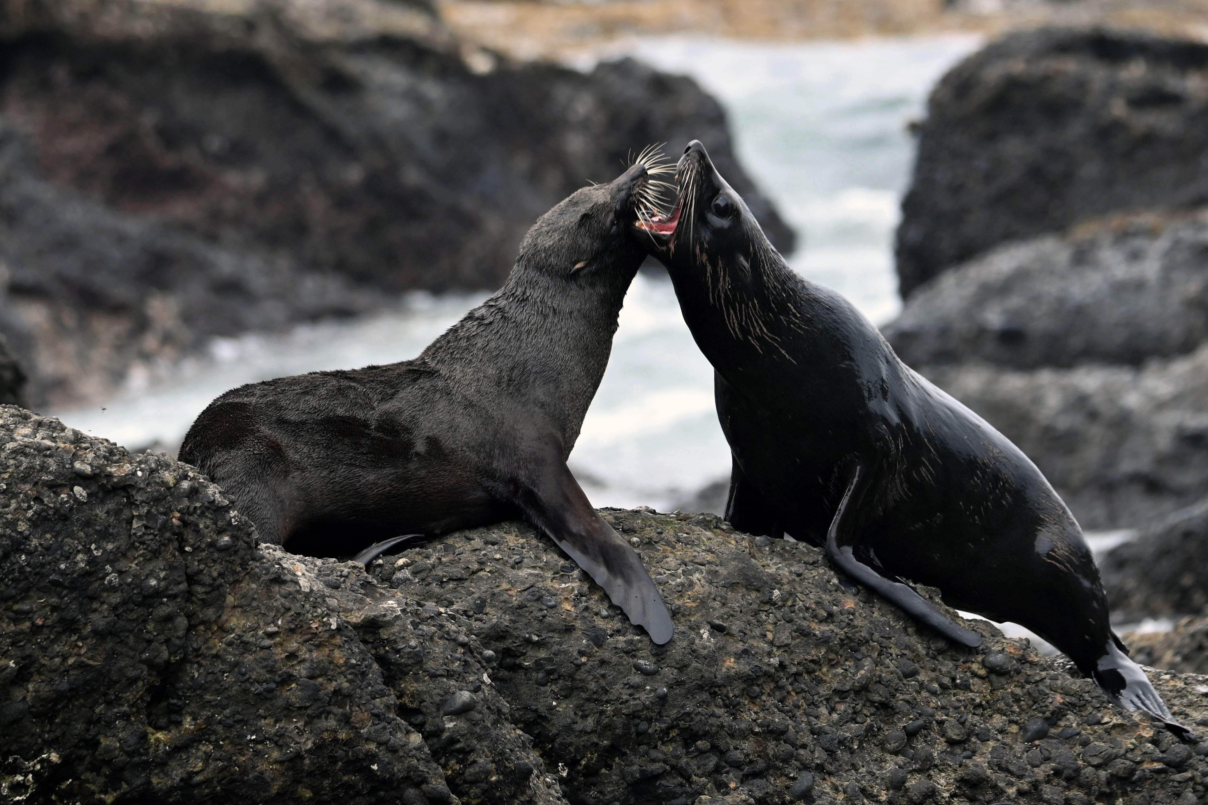 Two black seals facing each other on a rock with their mouths open.