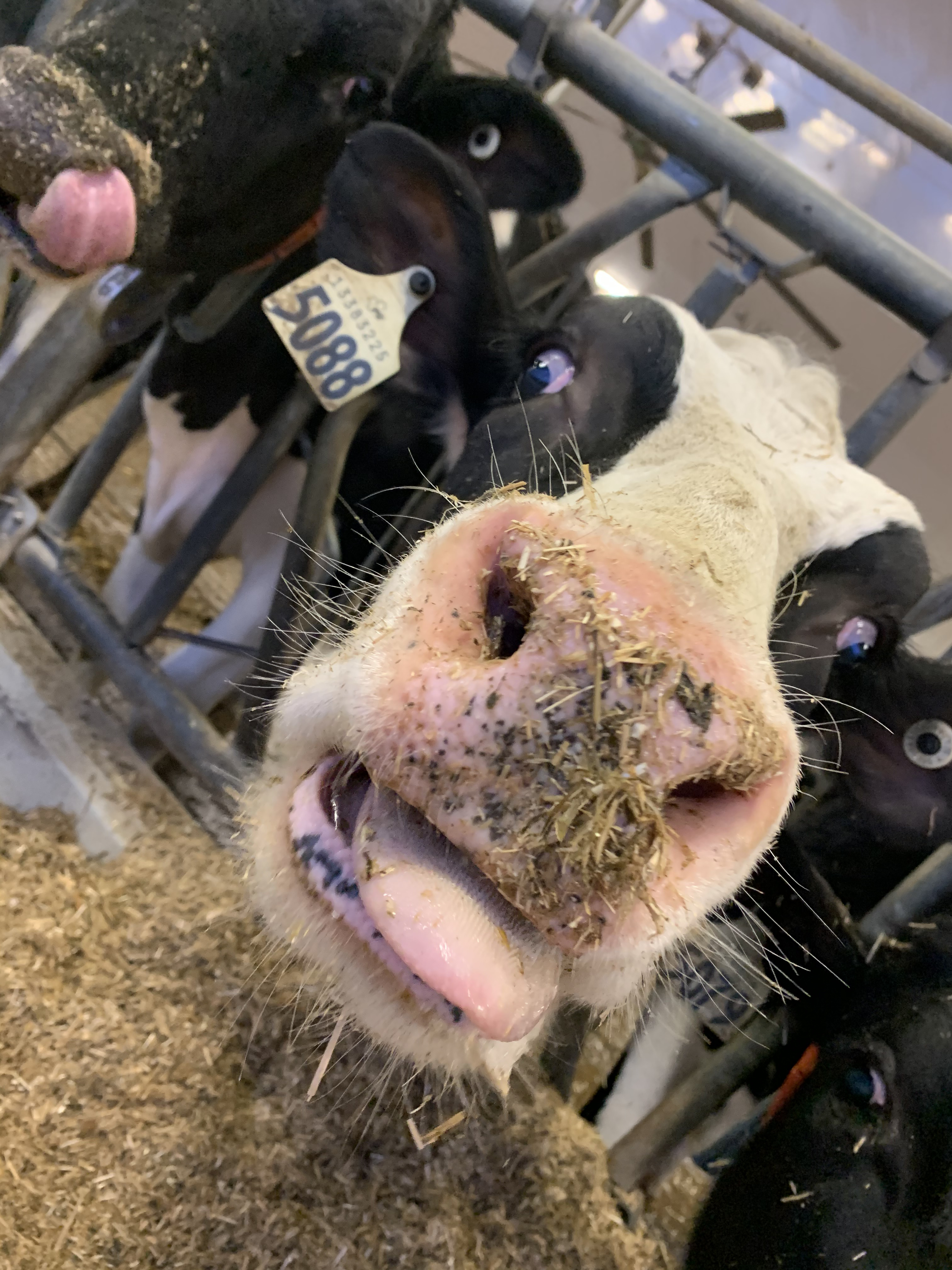 A close up of a cow sticking out its tongue