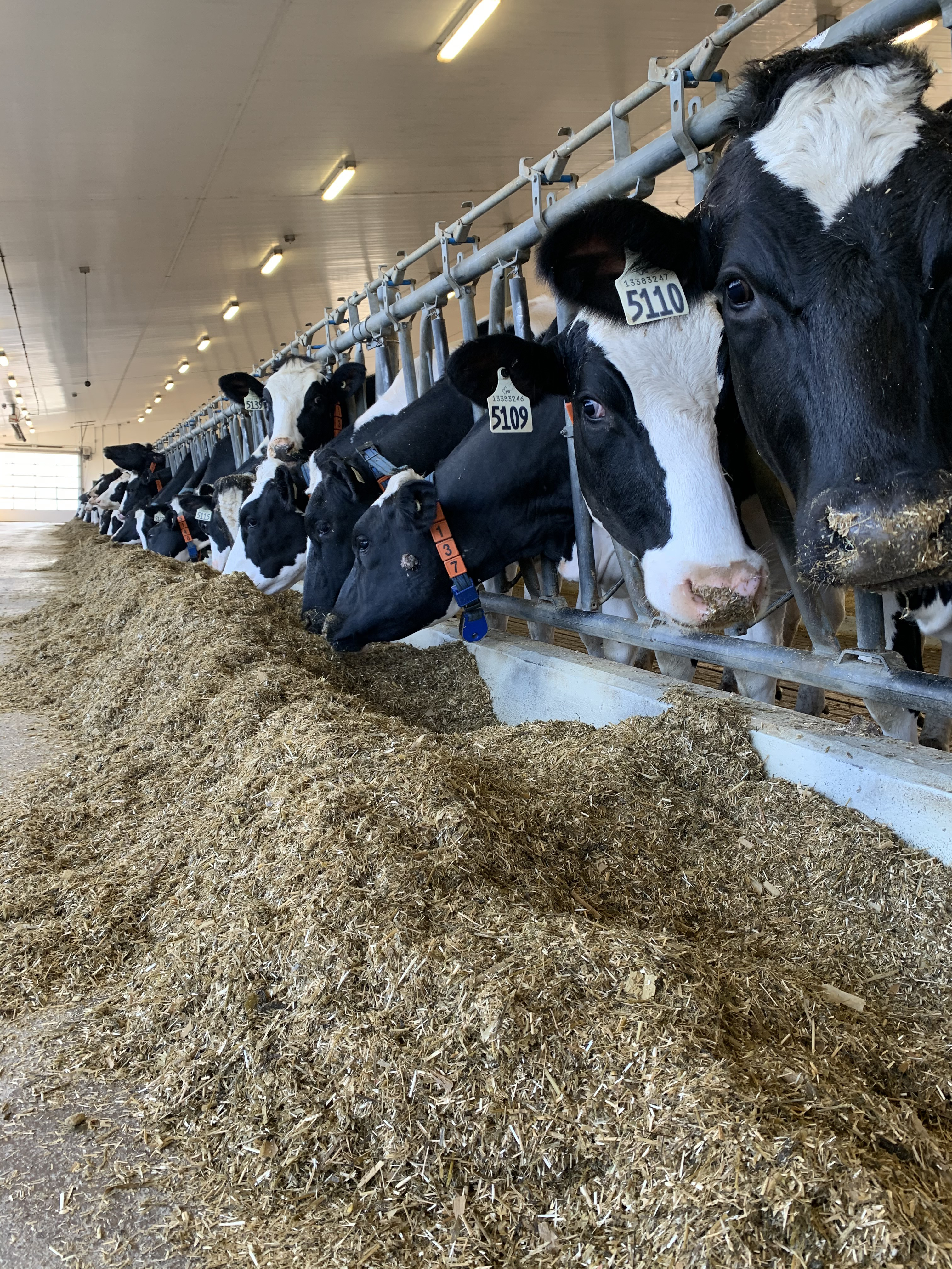 A row of cows in cages with feed