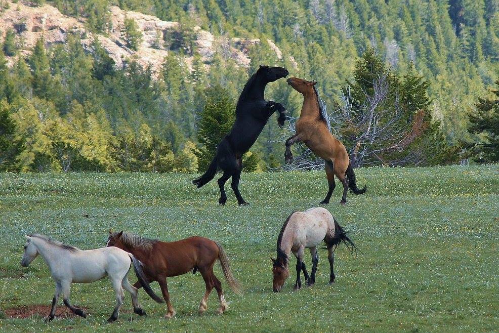 Wild horse behaviour