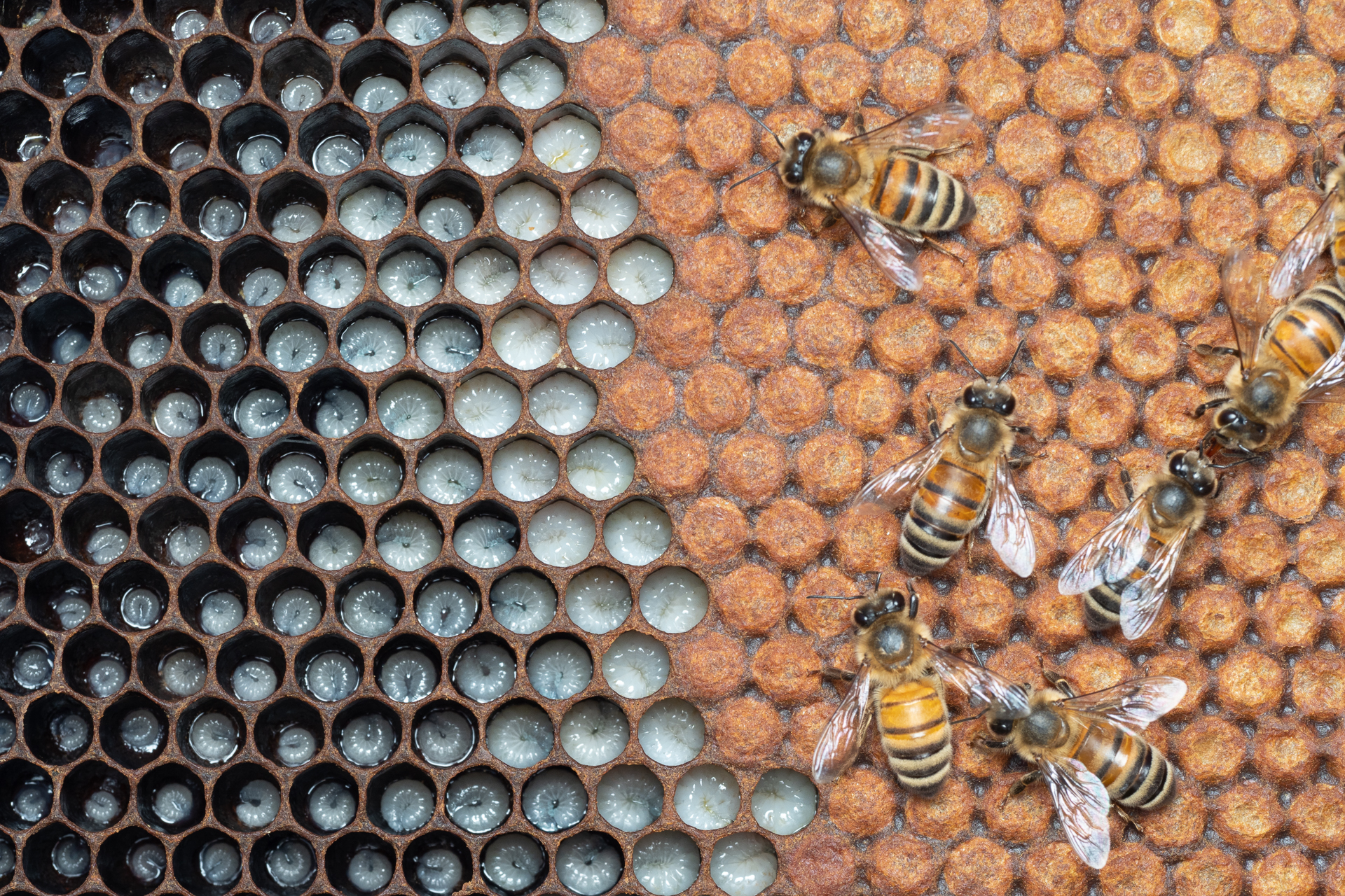 Honey bees from young larvae, to old larvae, to closed pupal cell, to adult worker bees tending to the young