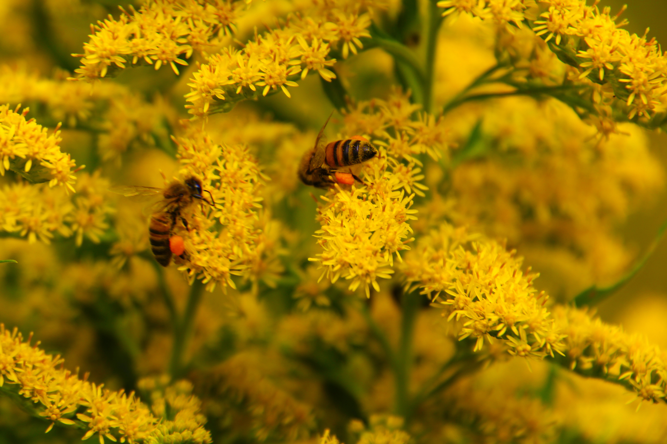 Honey bees collecting pollen