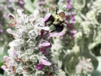 Tagged bumblebee waving both middle legs while feeding