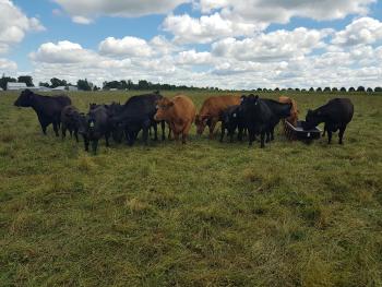 Brown and black cows grazing in a field