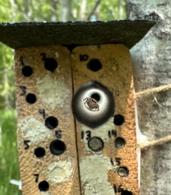 A jumping spider peeking out of a concrete solitary bee's nest