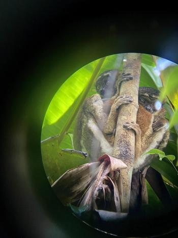 Two brown lemurs resting on a branch