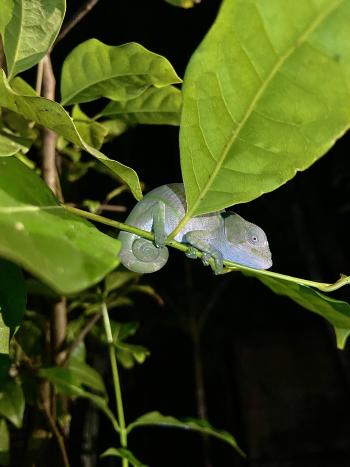 Green chameleon resting on a plant