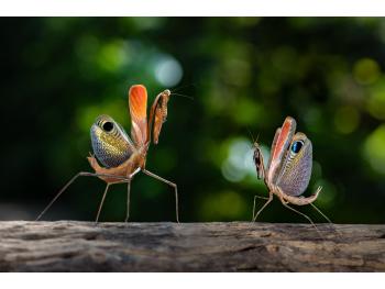 A male and female praying mantis facing each other on a piece of wood