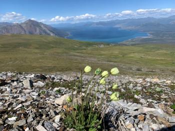 Kluane poppies overlooking Kluane Lake with mountains in the distance