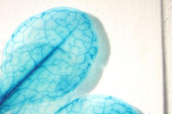 Blue leaves on a transgenic arabidopsis thaliana plant 