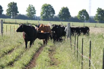 Several cows in a field