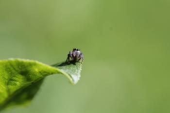 jumping spider