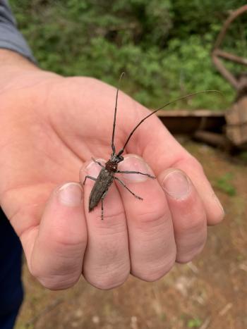 A Northeastern Pine Sawyer resting on a hand