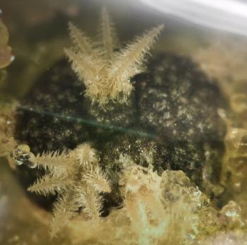 White peyote cacti in a Petri dish