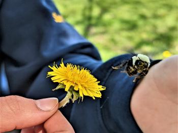 A person holding a flower with a bee flying near it.