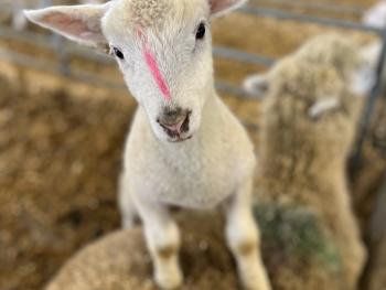 A white lamb standing on a beige lamb. Both are inside a research facility. The white lamb has a pink line o its face.