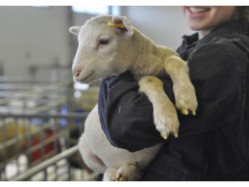 A lamb being held in a woman's arms in an animal facility. 