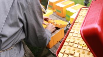 A person in grey working on bee samples at a workstation. 