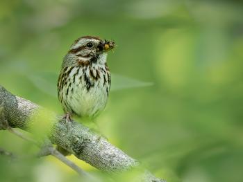 A bird on a branch with food on its beak. 