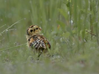 A tiny yellow, gold and black bird  standing in grass