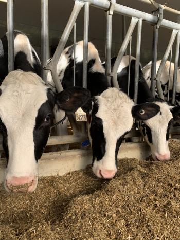 Three cows in stalls eating grain