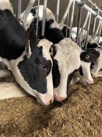 Cows in stalls eating grain